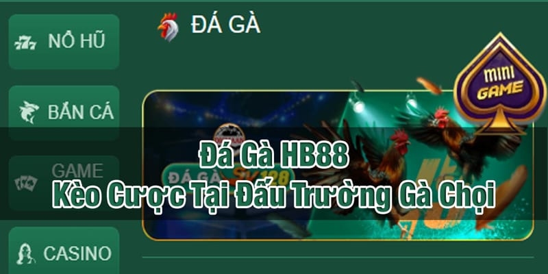 Lý do nên tham gia đá gà tại thương hiệu Hb88